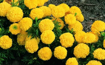 Herbal Mustard Yellow Gulal Marigold by Earthinspired Communities Pvt. Ltd.