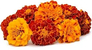 Calendula by Herbseic