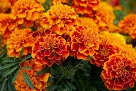 Calendula Flowers / Marigold by Aromatica