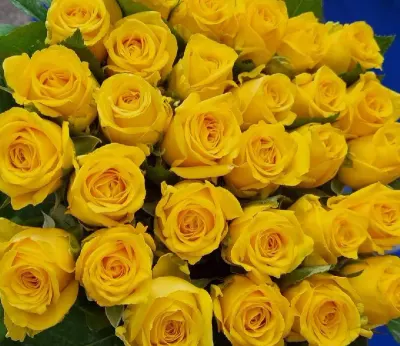 Blondine by Sian Agriflora Ltd.