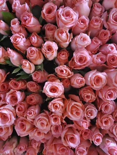 Multi Colored Rose Medium by Asmini Flowers & Foliage Co. Ltd.