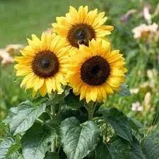 Edible Oil ( corn /sunflower) by Kashati