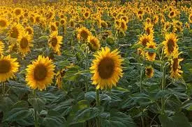 Sunflower by Jerros Nigeria Limited