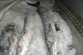 Live Grouper Fish by Ahmed