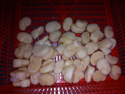 Pork Hind Feet Frozen by Bac Nam Services Trading Investment Company Limited