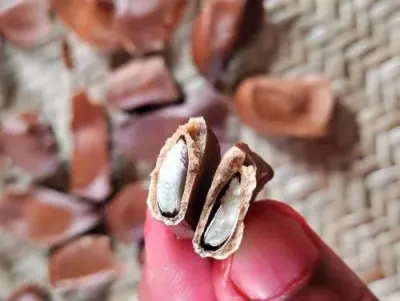 Black Cardamom Seeds by Republica Del Gusto