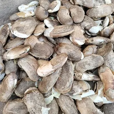 Caraway Seeds by Spicepower Import & Export