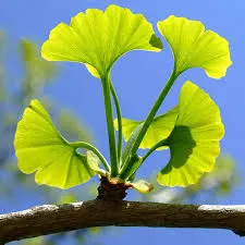 Best Quality Ginkgo Nuts by Alpha Medent
