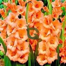 Gladiolus by Sanu flowers suppliers