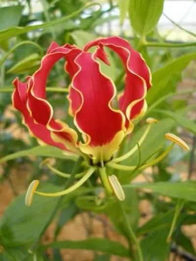 Gloriosa Rothschildiana by Everest Nursery & Company