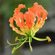 Gloriosa Superba Seeds by Magsil Exports