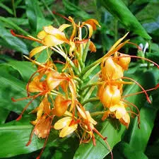 Hedychium Rubrum by Everest Nursery & Company