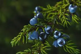 Goji berry by Xi'an Peng Time Corp.