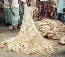 Coir Fiber by Kirthin Exports