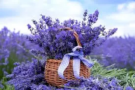 Rolled Oats and Lavender Body Scrub Bar by Nrich Care (pvt) Ltd
