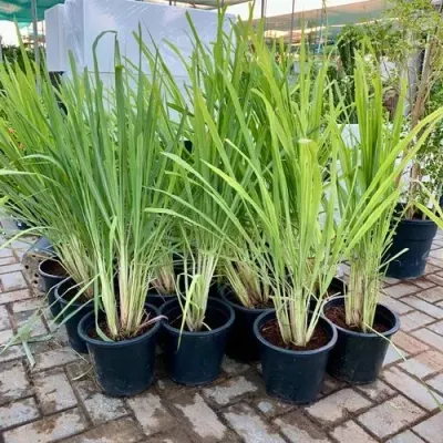 Lemongrass by Kagroo Exports And Plantations Pvt Ltd