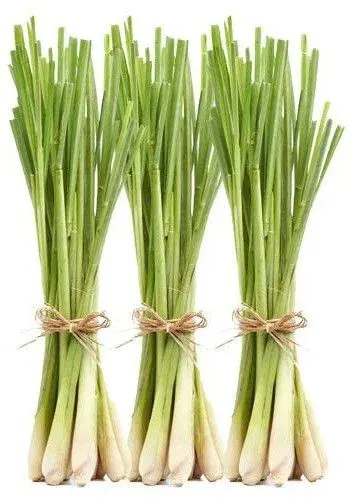 Herbal Green Gulal Lemongrass by Earthinspired Communities Pvt. Ltd.