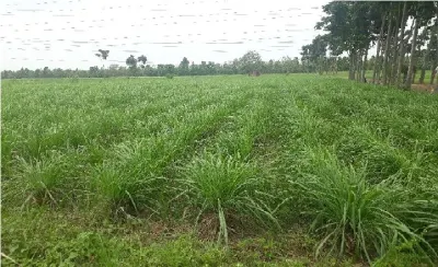 Ceylon Citronella Oil and Lemongrass Oil by Benkem Holdings Private Limited
