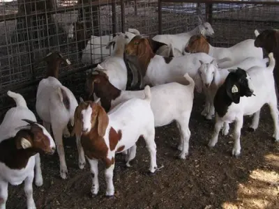 Real State by Emirates holding