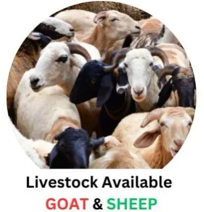 Goats by Indian Goat Farm