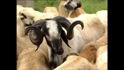 Boergoat Bucks by Veterinary Import-Export Authority CC