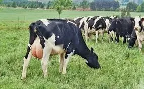 Jersey Bulls For Breeding Purposes by Veterinary Import-Export Authority CC