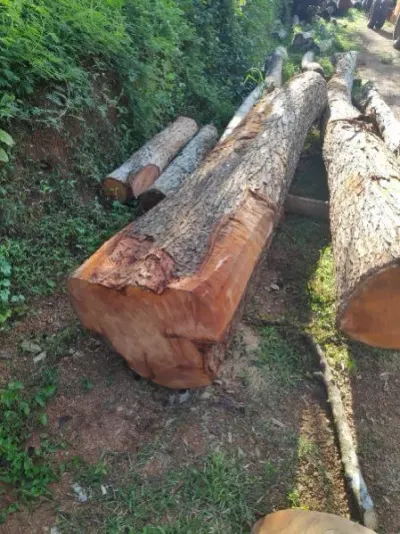 Mahogany wood by Highland Nuts Co. Ltd
