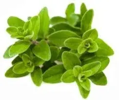 Marjoram by River Spices For Export