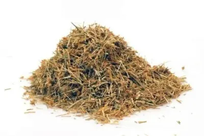 Alfalfa by KAPADIYA EXPO COMPANY
