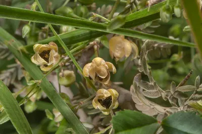 Common Motherwort, Herb, Dried by Fito-export PE