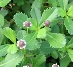 Ashwagandha Root by Arizone International Llp