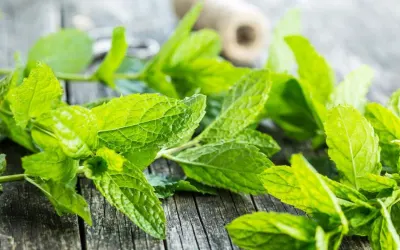 Green Mint by Karnak Golden Export