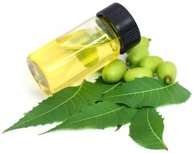 Neem Soap by KAPADIYA EXPO COMPANY