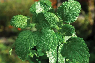 Peppermint by Trust Herbal