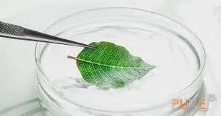 Oregano Leaves by Spicepower Import & Export