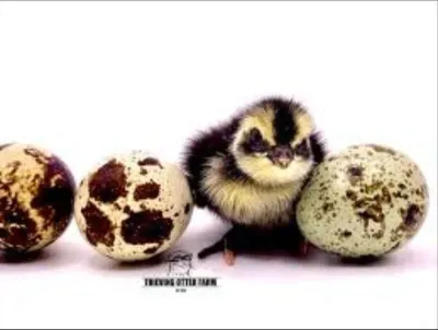 Japanese Quail - Live by Aqgromalin