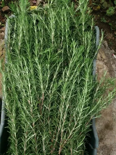 Rosemary by Pure Herbs For Import And Export