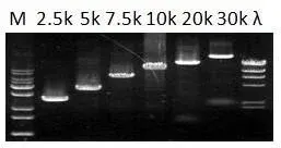 BCT PCR by Qingdao Keter Tyre Co., Ltd