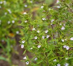 Winter Savory Essential Oil