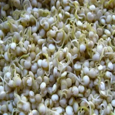 Sorghum by Merchant Agri India Pvt. Ltd.
