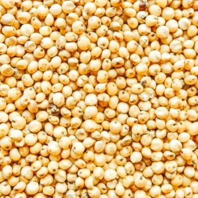 Sorghum by Vighnahar Agro Export
