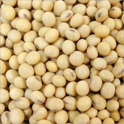 Soybean Seeds by Aar Ess Exim Pvt. Ltd.