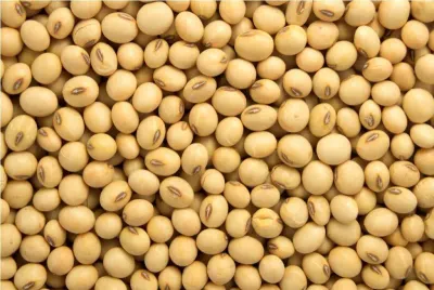 RMY Soapnut Seeds by RMY INTERNATIONAL