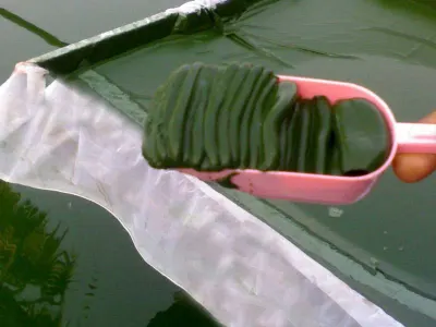 Spirulina by Rakkayi Exports