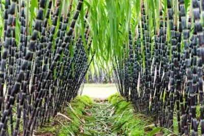 Frozen Sugarcane by Kim Minh Exim