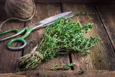 Thyme by Kb Organic