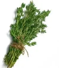 Thyme & Savory by Sphinx Herbs Export Co.