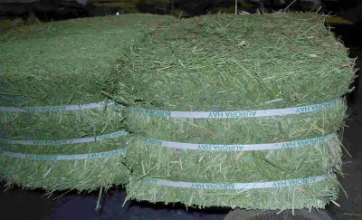 Rohdes grass by Meena Agro