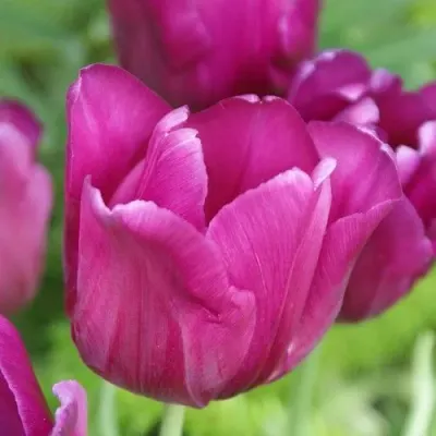 Premium Garlic Bulbs by MIQ overseas