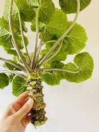 Wasabi Flavored Laver by Fooins. Co., Ltd.